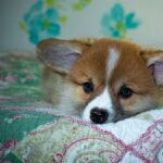 Reddybook Review: Revolutionizing Digital Publishing and Integrated Laser Solutions