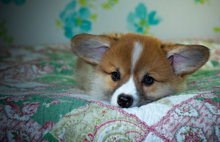 Reddybook Review: Revolutionizing Digital Publishing and Integrated Laser Solutions